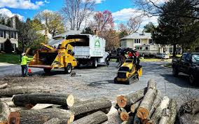 How Our Tree Care Process Works  in  Wildomar, CA