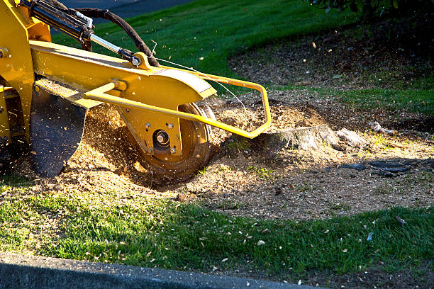 Lawn Grading and Leveling in Wildomar, CA