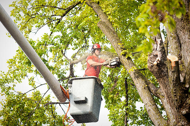 Reliable Wildomar, CA Tree Care Services Solutions